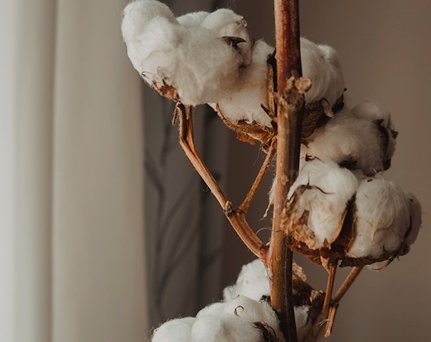 Cotton growing